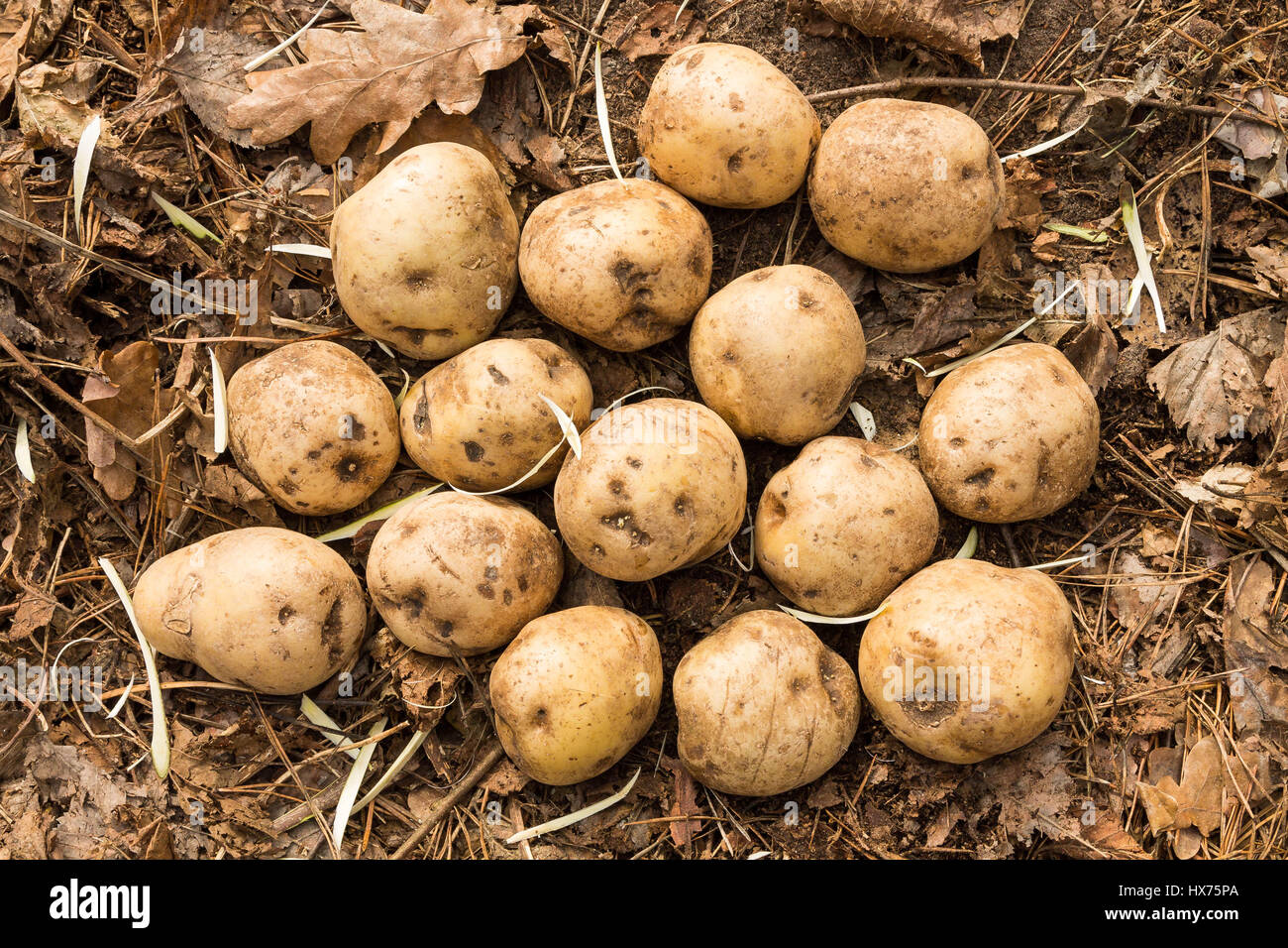 Bunch of potatoes on Earth. Potatoes for cooking Stock Photo Alamy