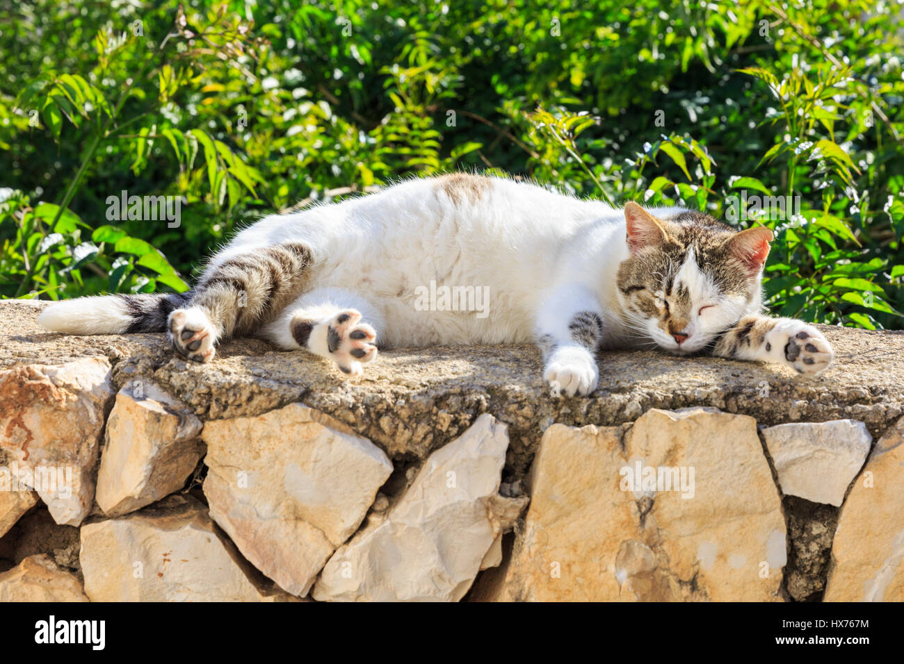 Street cat lazing on a stone wall Stock Photo
