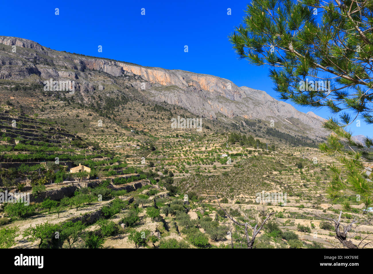 Terraced fruit trees and olive groves on a mountain side, Alicante Region, Costa Brava, Spain Stock Photo