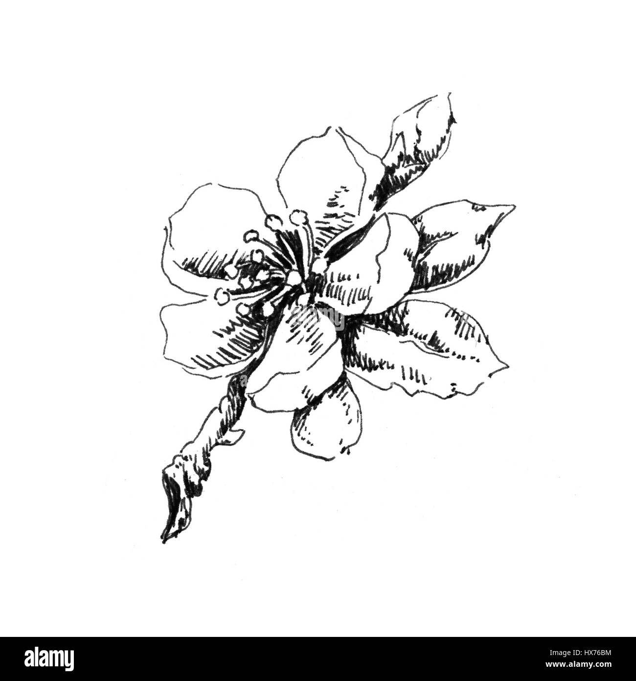Flowering apple tree branch. Hand drawn sketch Stock Photo - Alamy