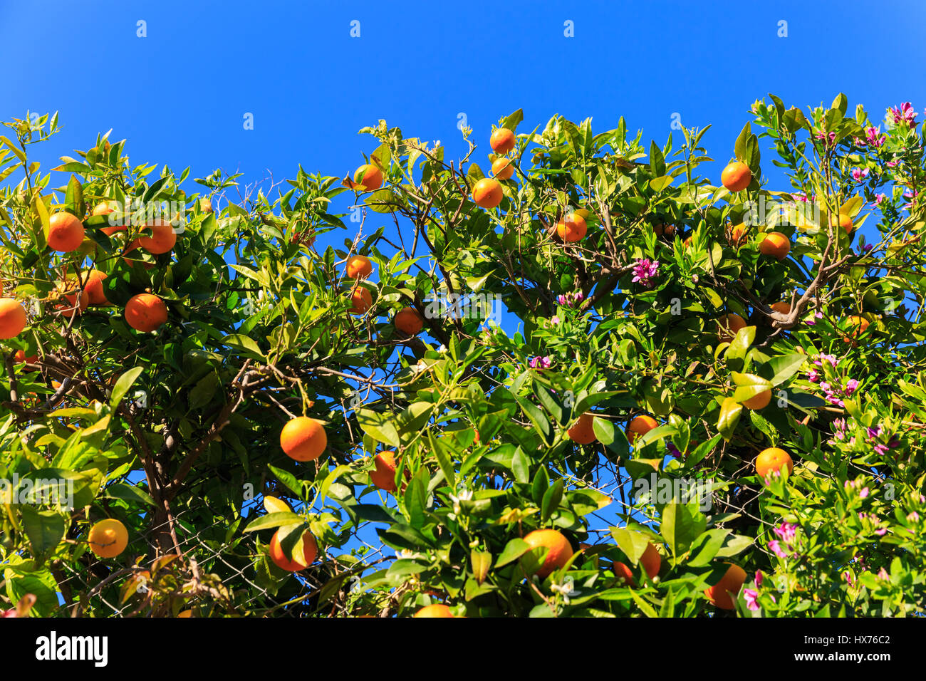 Ripe oranges on tree against deep blue sky in the Mediterranean Stock Photo