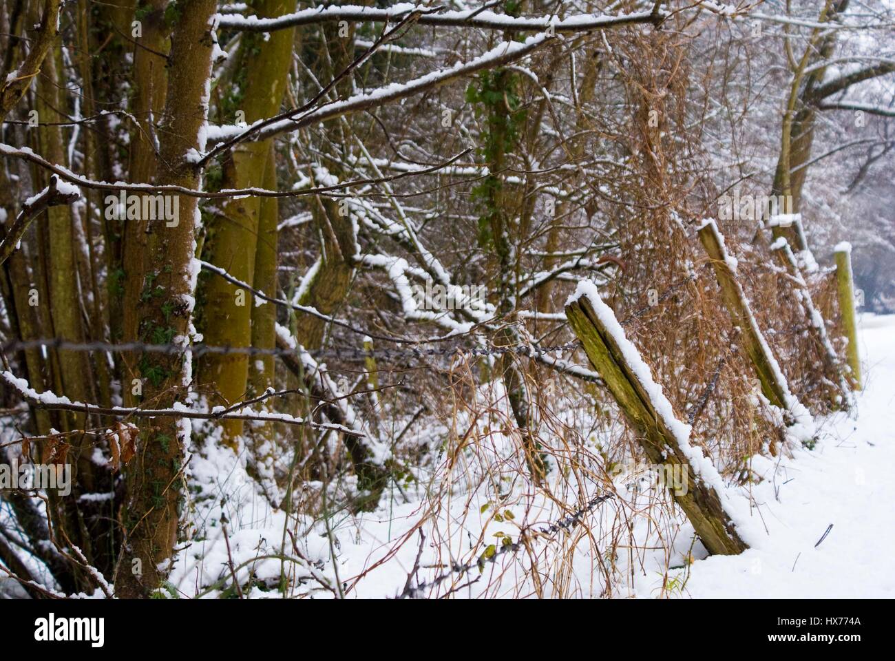 Snow covered woodland with a fence Stock Photo - Alamy