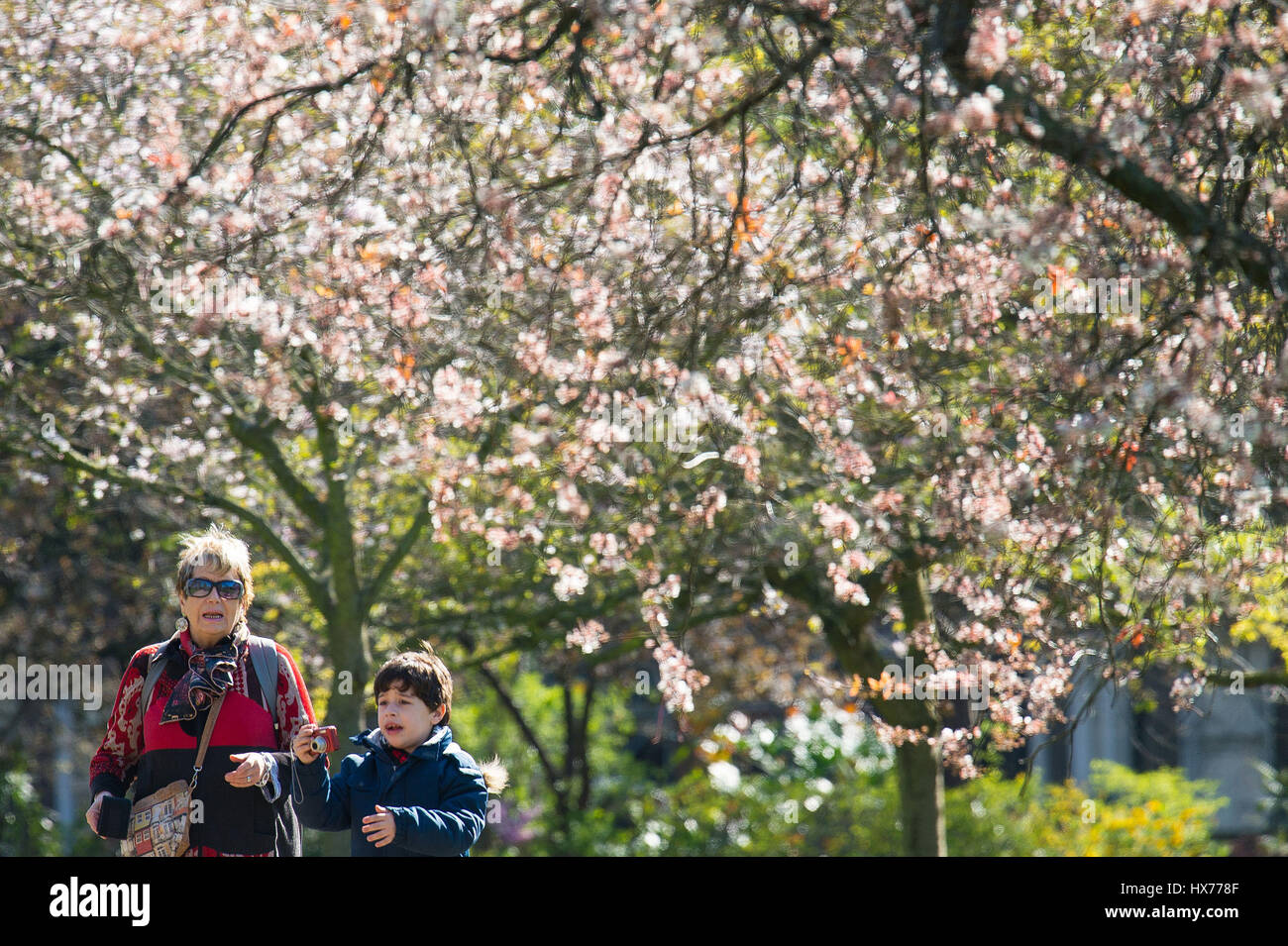 People walk beneath trees in blossom in St Jame's Park, London Stock ...