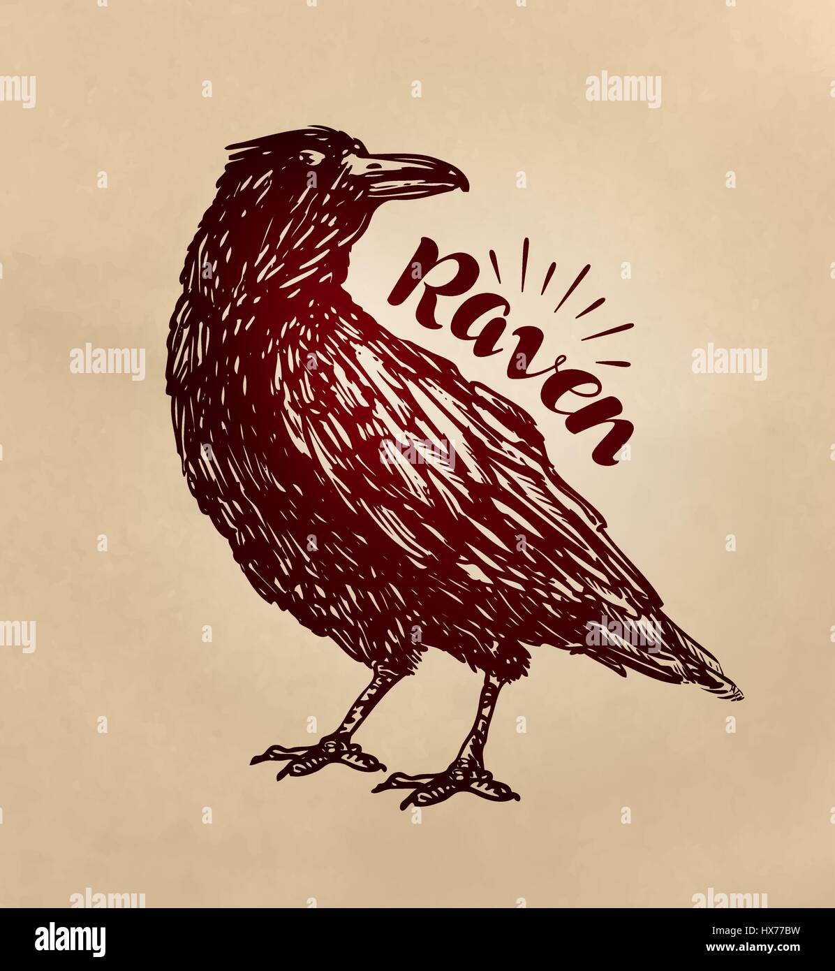 Vintage drawn raven. Crow, bird sketch. Vector illustration Stock Vector