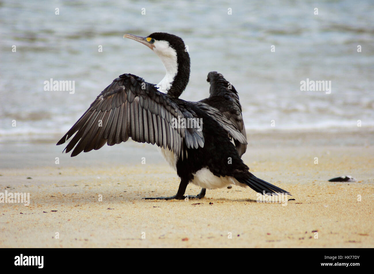 A large pied cormorant, or pied shag on a beach in New Zealand. Stock Photo
