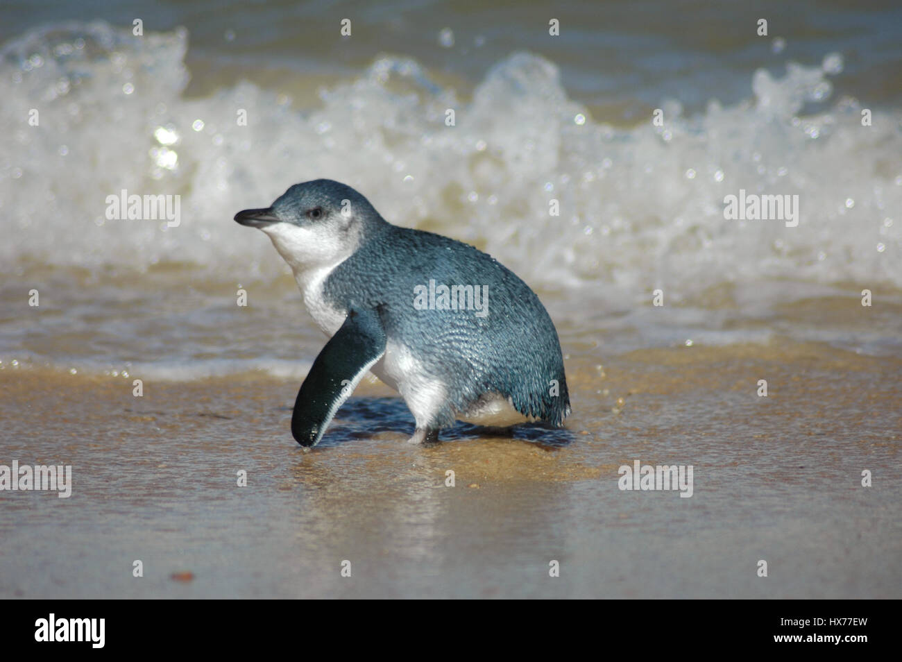 Korora Penguin Stock Photos Korora Penguin Stock Images Alamy