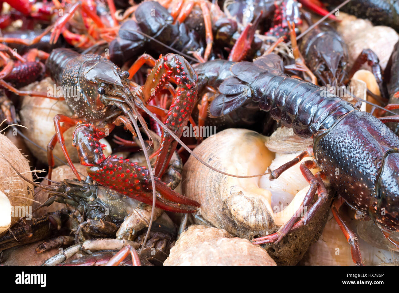 river crayfish at fishmonger Stock Photo