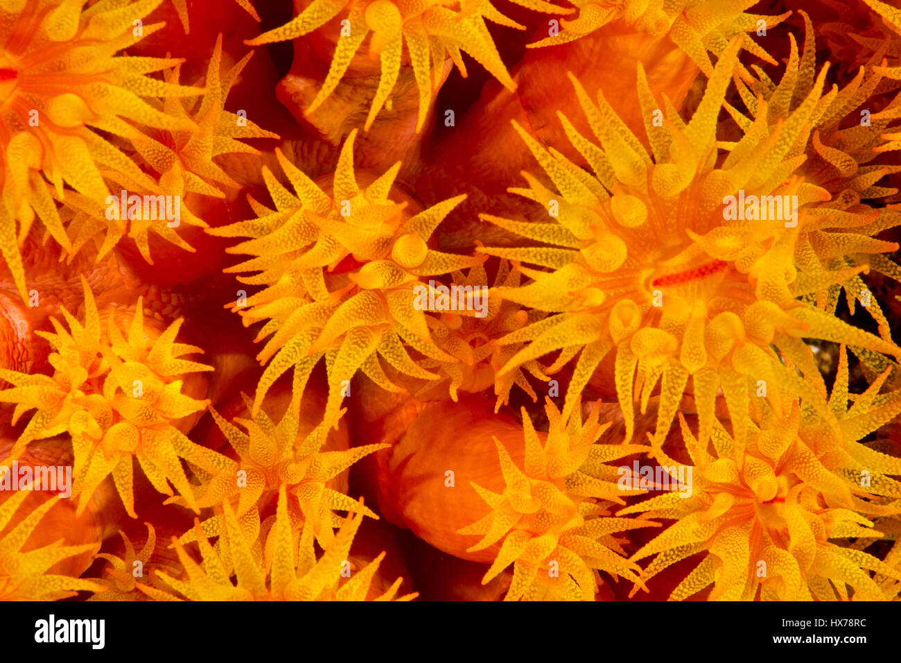 A close-up view of cup coral with its tentacles out, feeding at night. Stock Photo