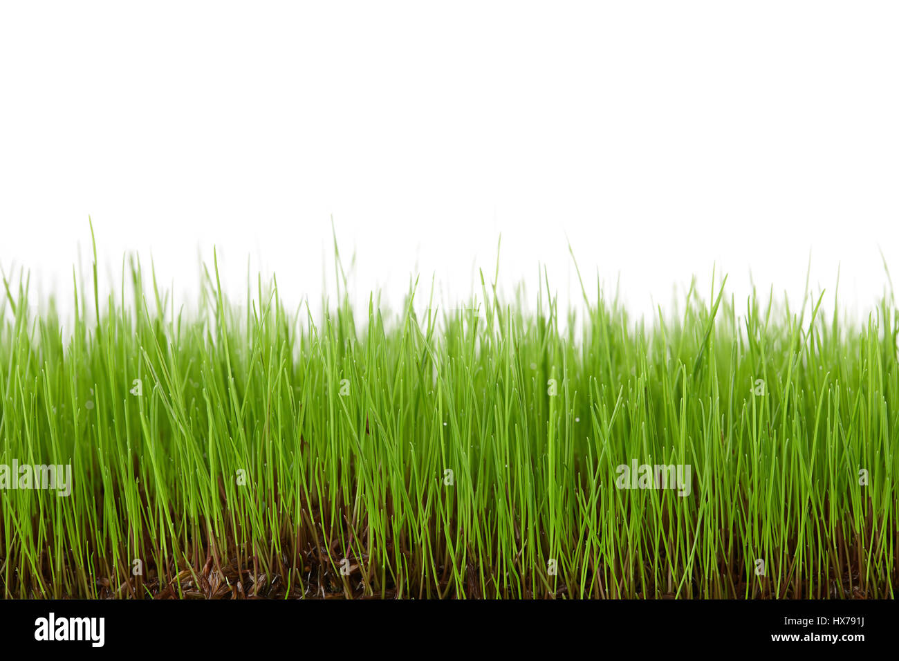 Green grass isolated on white background Stock Photo - Alamy