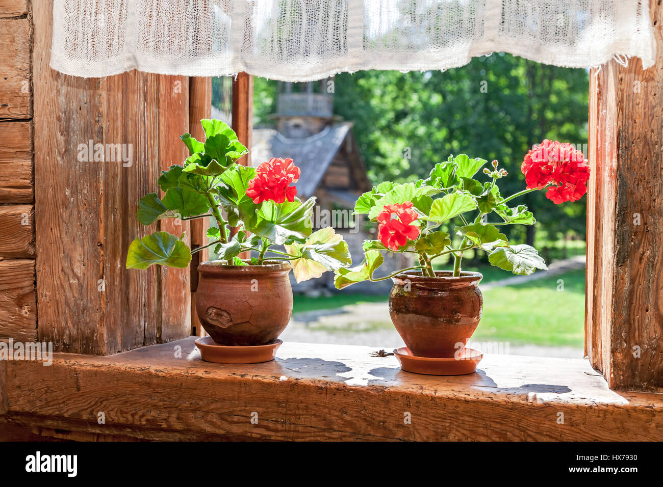 Geranium red flowers on the window of old rural wooden house in sunny ...