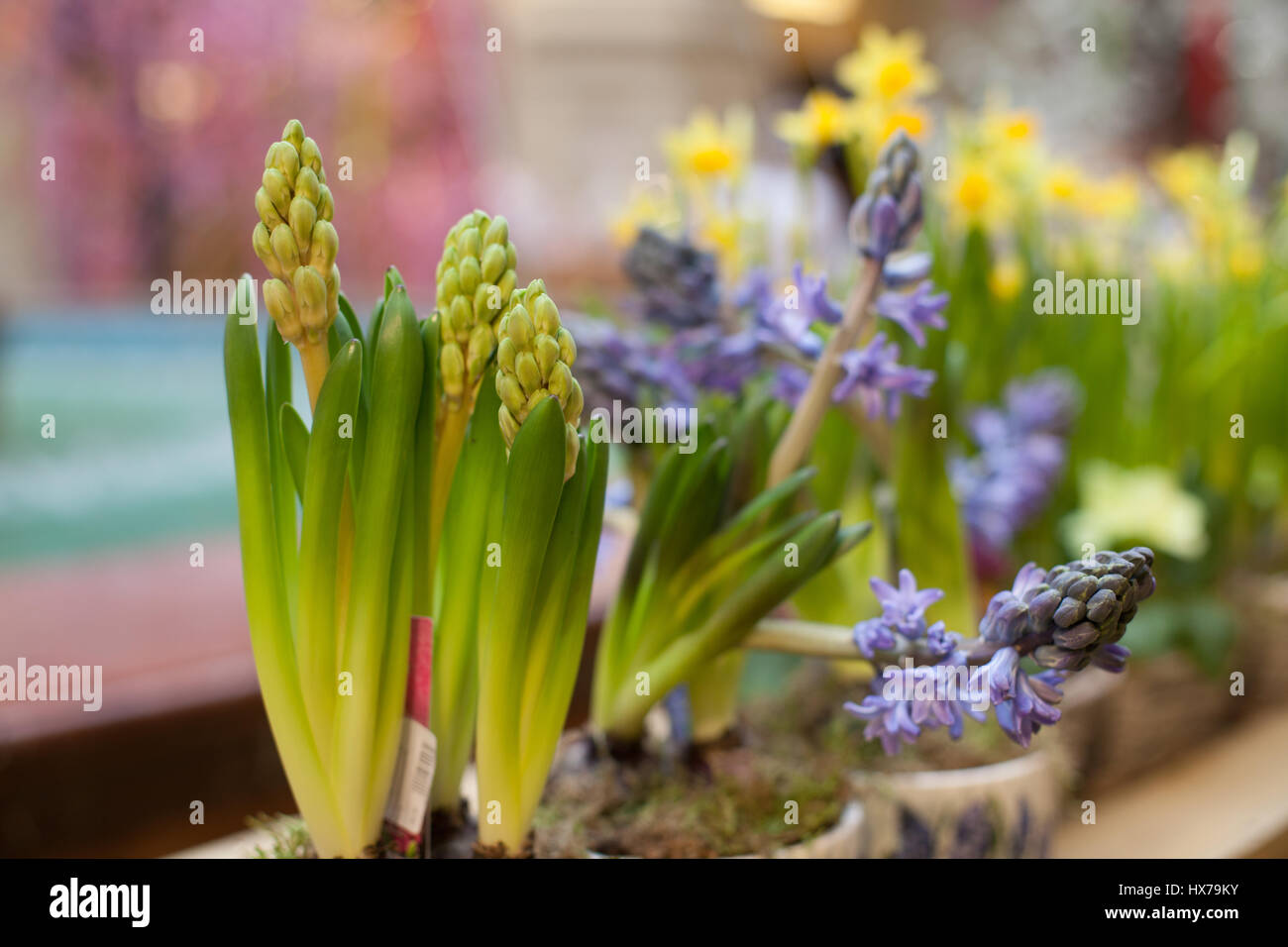 flowers in a vase spring summer Stock Photo - Alamy