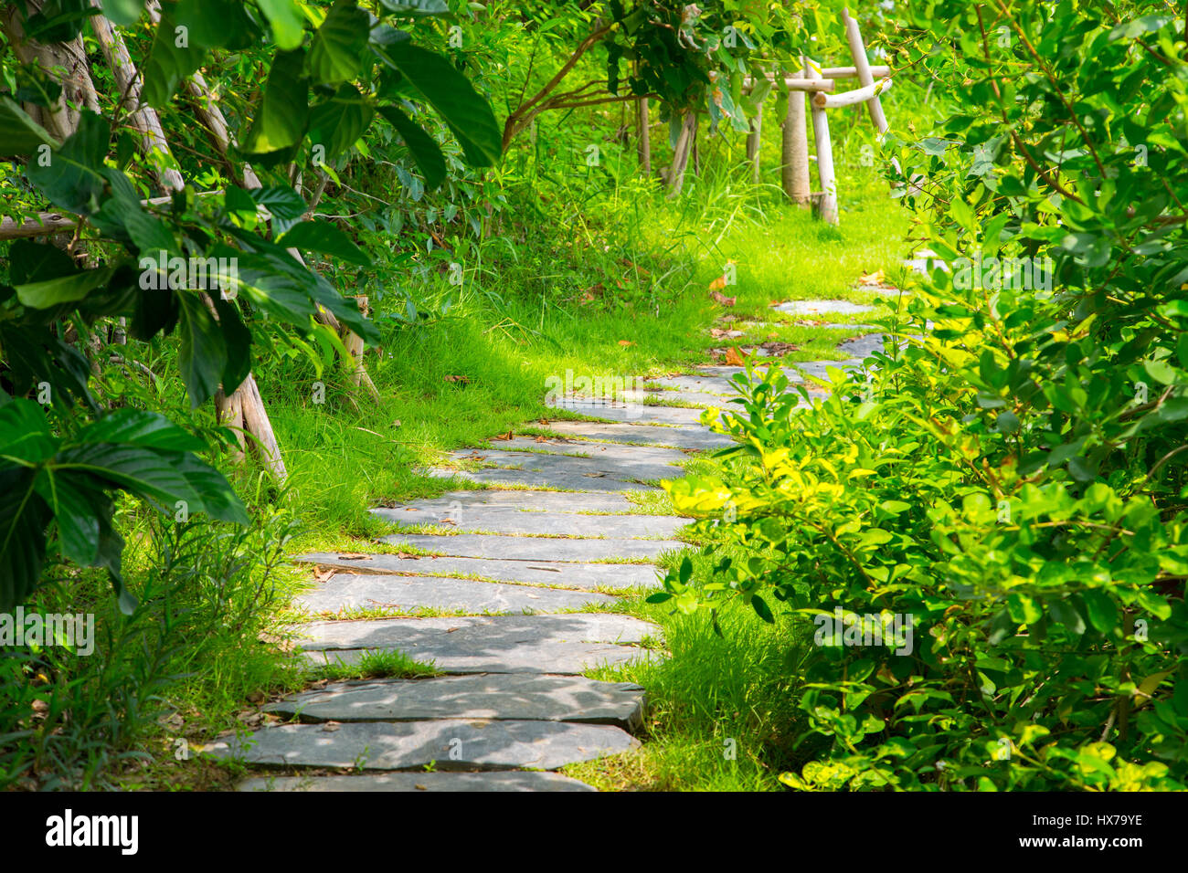 Lush green forest walk path in summer season Stock Photo - Alamy