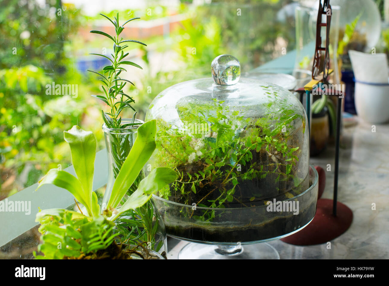 Small terrarium plants enclosed in glass capsule Stock Photo Alamy
