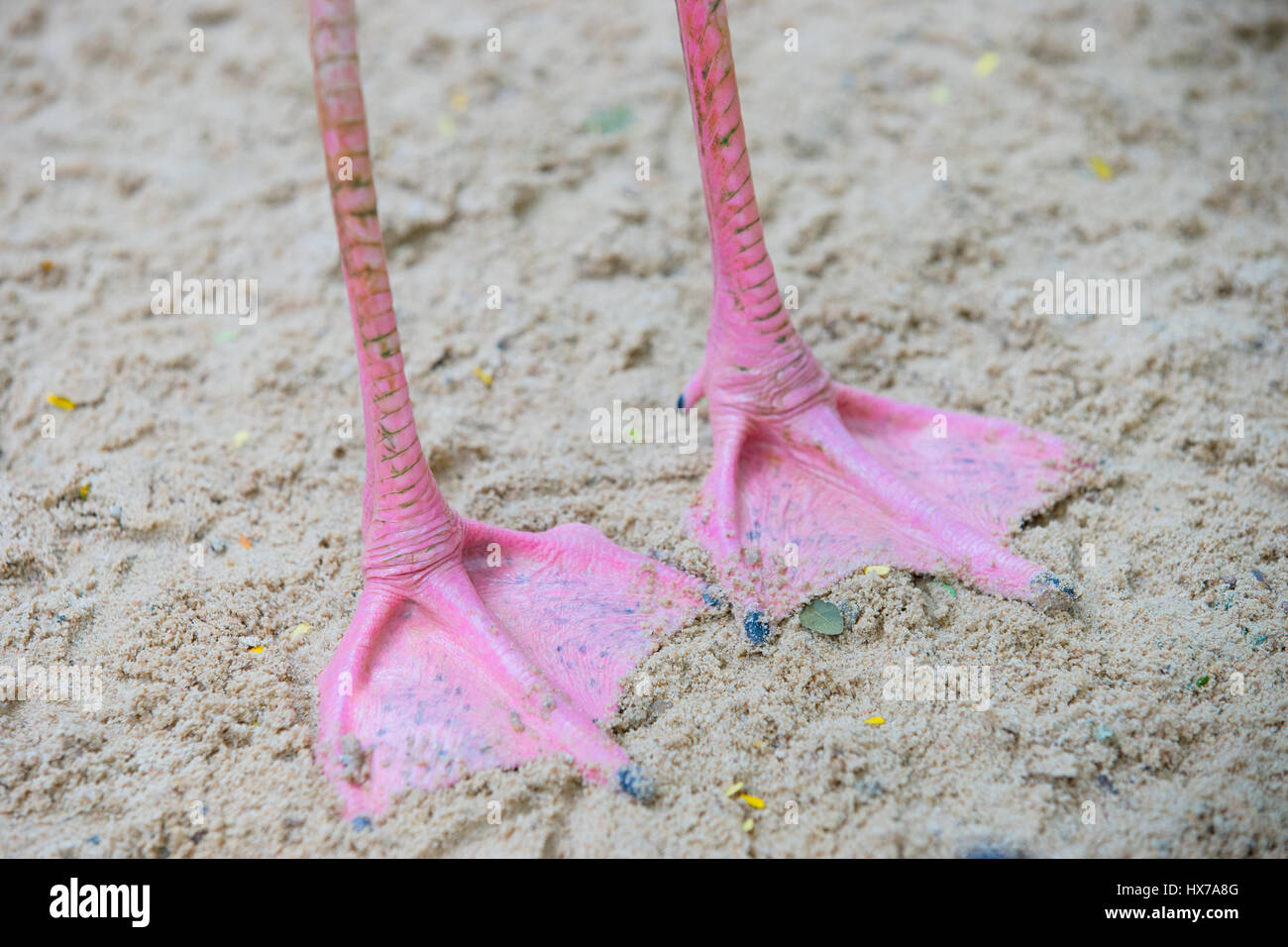 Pink feet of a flamingo bird on sand Stock Photo 136615376 Alamy