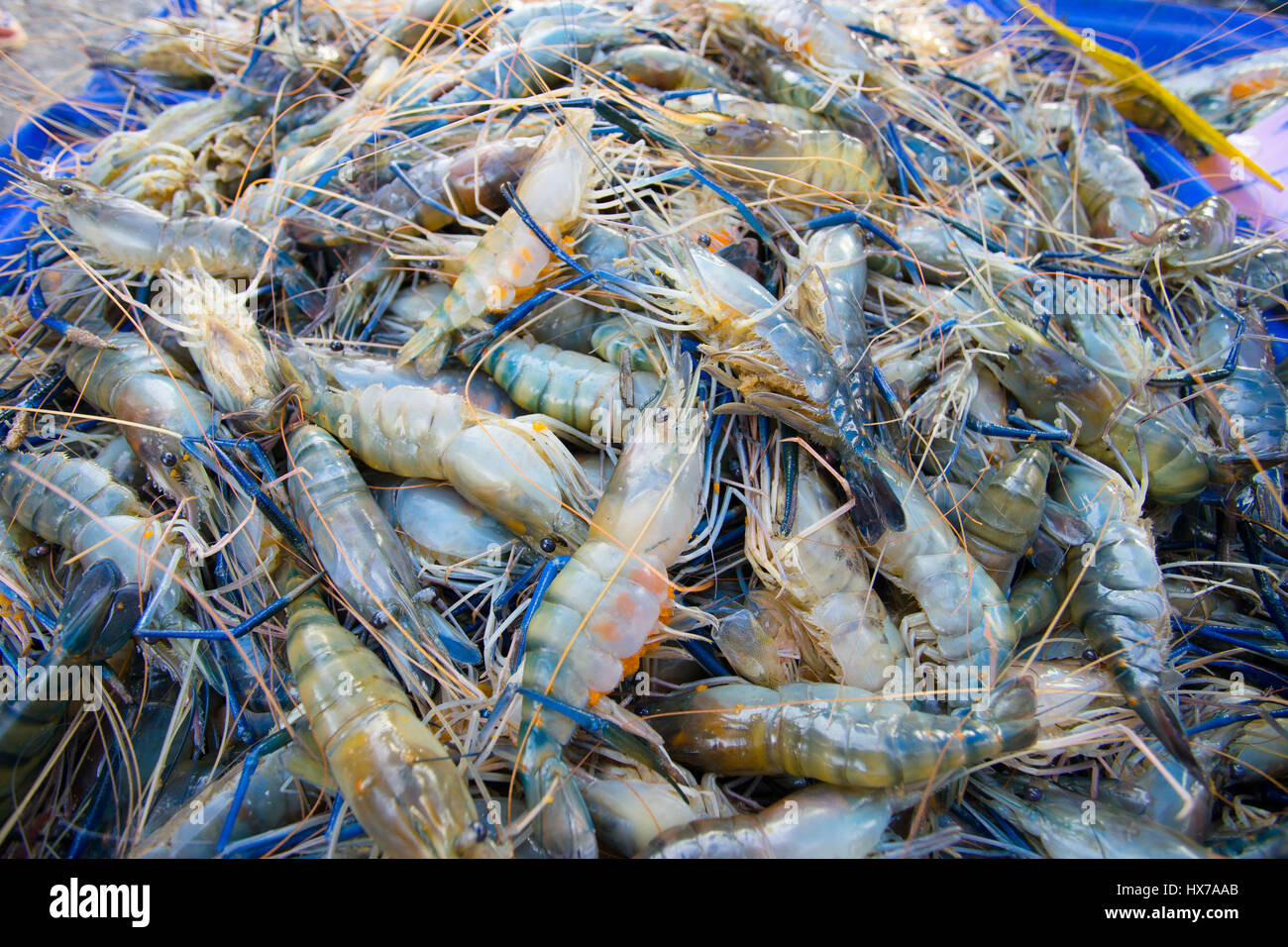 Fresh clay fish background in a pile Stock Photo - Alamy