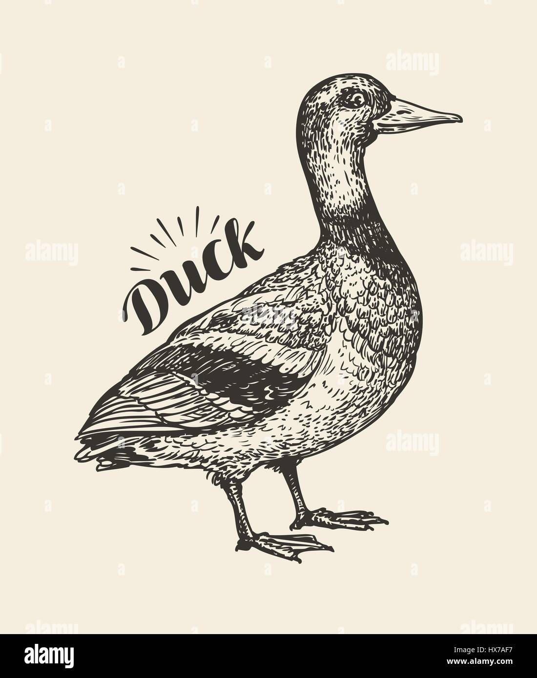 Hand-drawn duck. Bird, mallard, farm animal sketch. Vector illustration Stock Vector