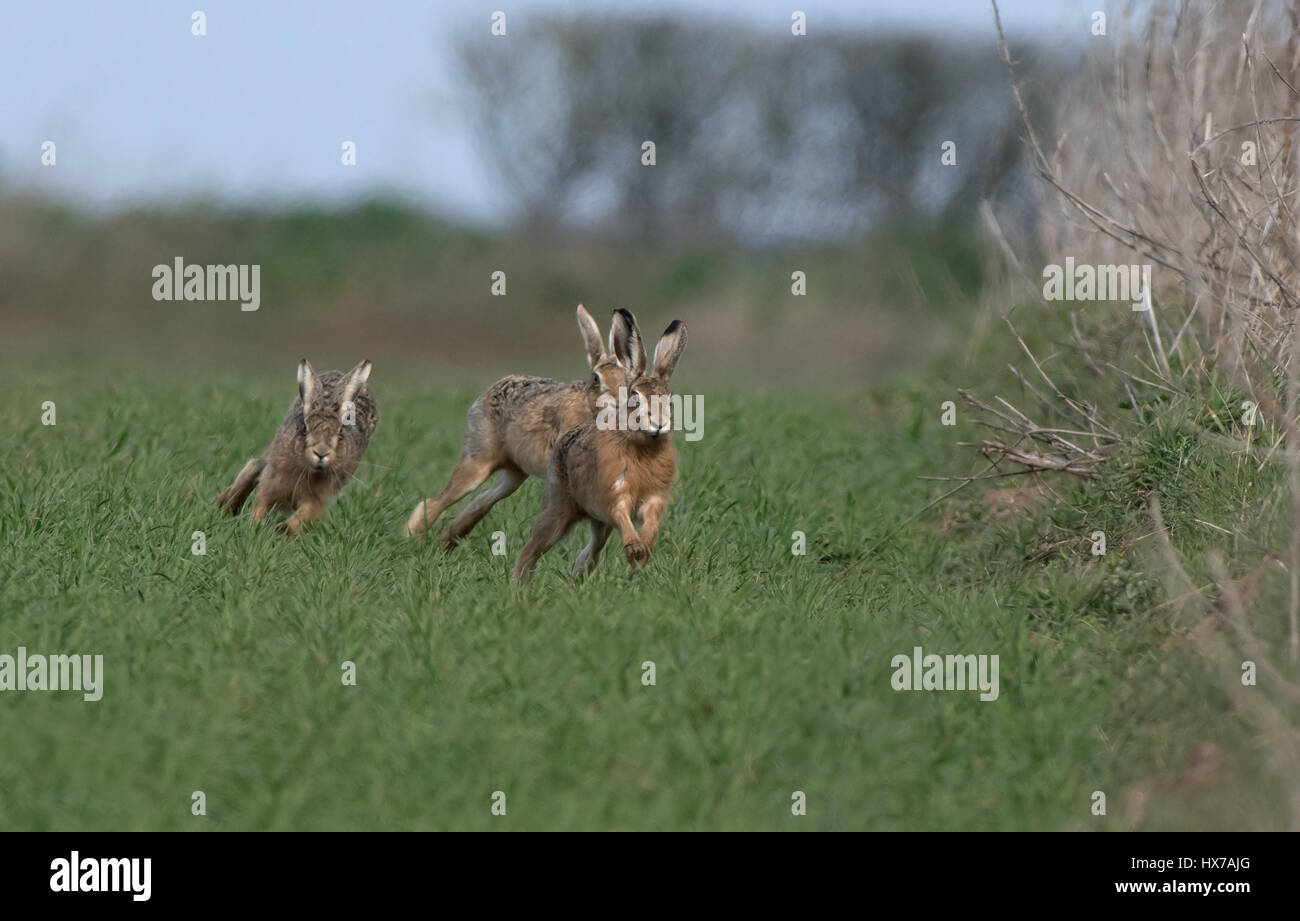 European Brown (Common) Hares- Lepus europaeus, Spring. Uk. Stock Photo