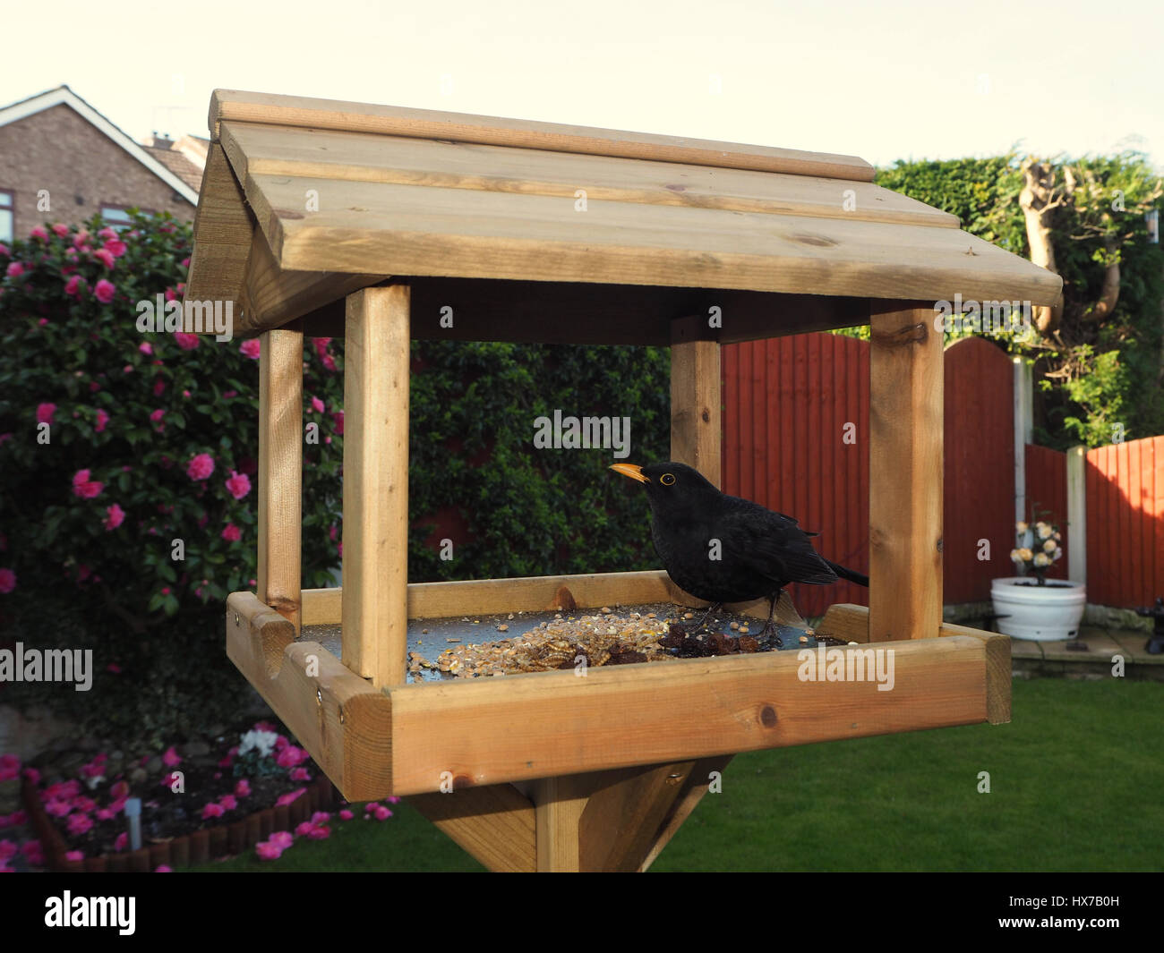 Blackbird on a garden bird table Stock Photo