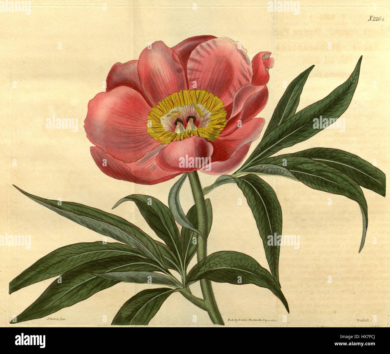 Paeonia mollis Bot. Mag. 48. 2264. 1821 Stock Photo