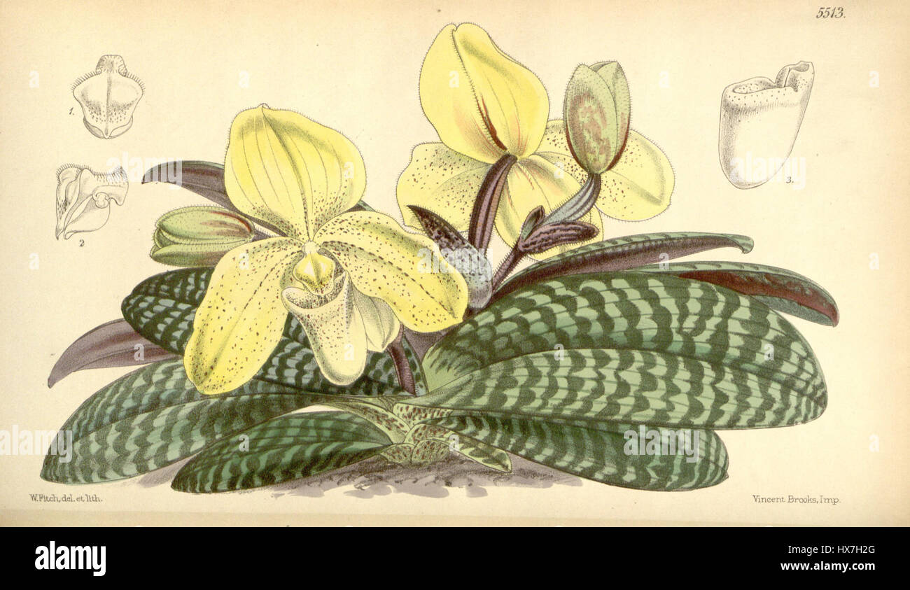 Paphiopedilum concolor (as Cypripedium concolor )   Curtis' 91 (Ser. 3 no. 21) pl. 5513 (1865) Stock Photo