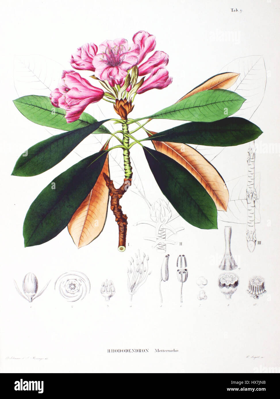 Eastern Native Rhodadendron Rhododendron metternichii is a species of rhododendron native to the ...