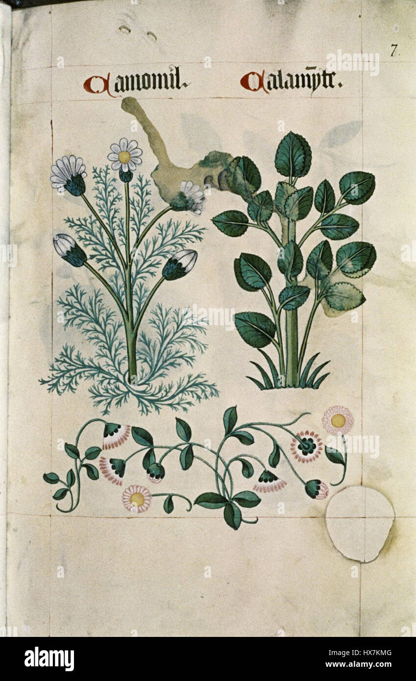 The Tudor pattern book MS. Ashmole 1504 10 Stock Photo