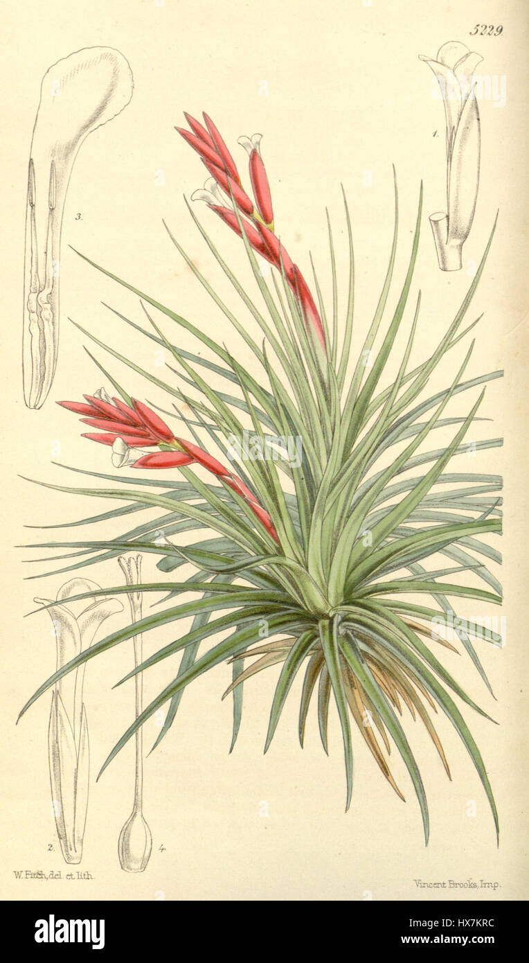 Tillandsia pulchella hi-res stock photography and images - Alamy