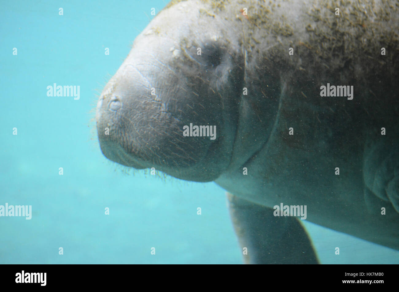 Manatee swimming along underwater Stock Photo - Alamy