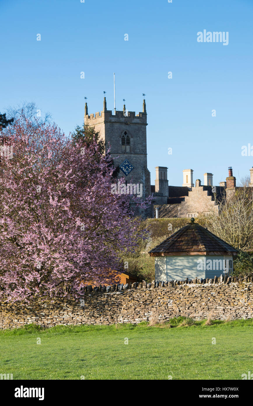 Early spring blossom in front of St Laurence church tower. Combe, Oxfordshire, England Stock