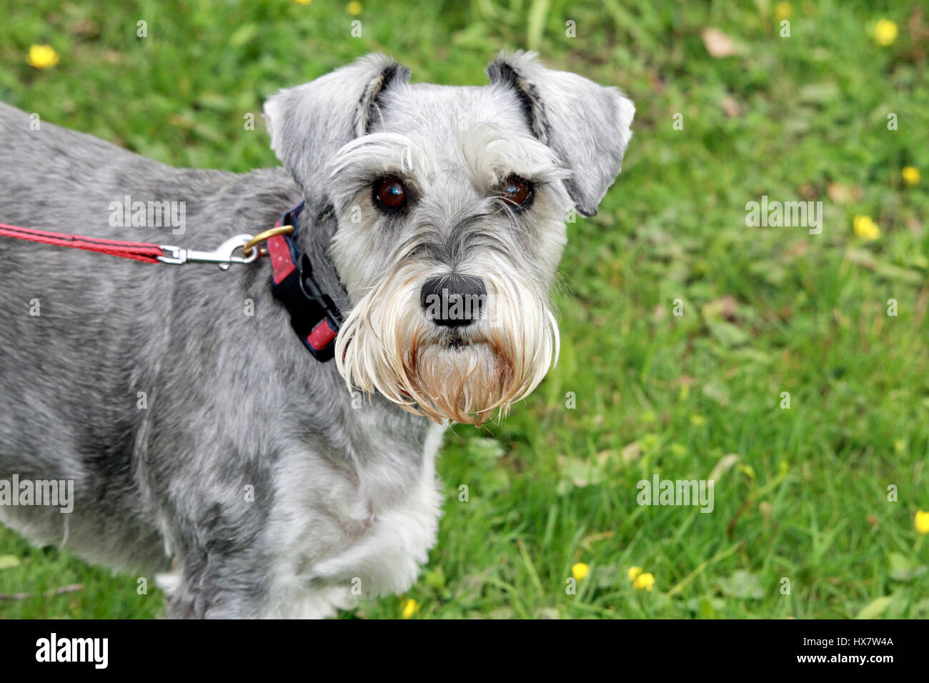 Miniature schnauzer dog Stock Photo