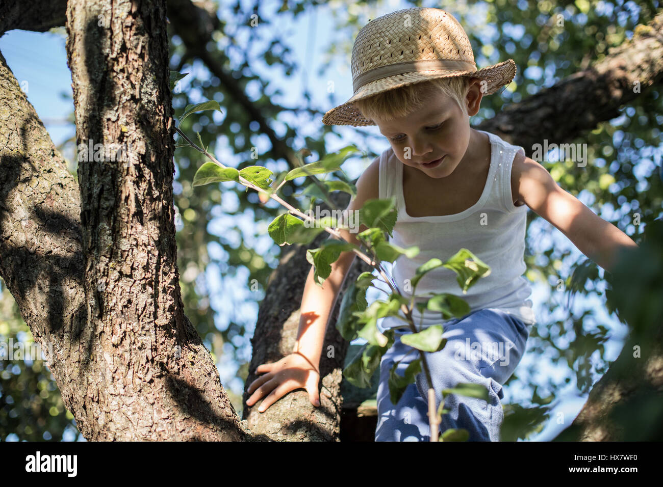 Outdoor portrait: beautiful little boy sitting on a tree and holding ...