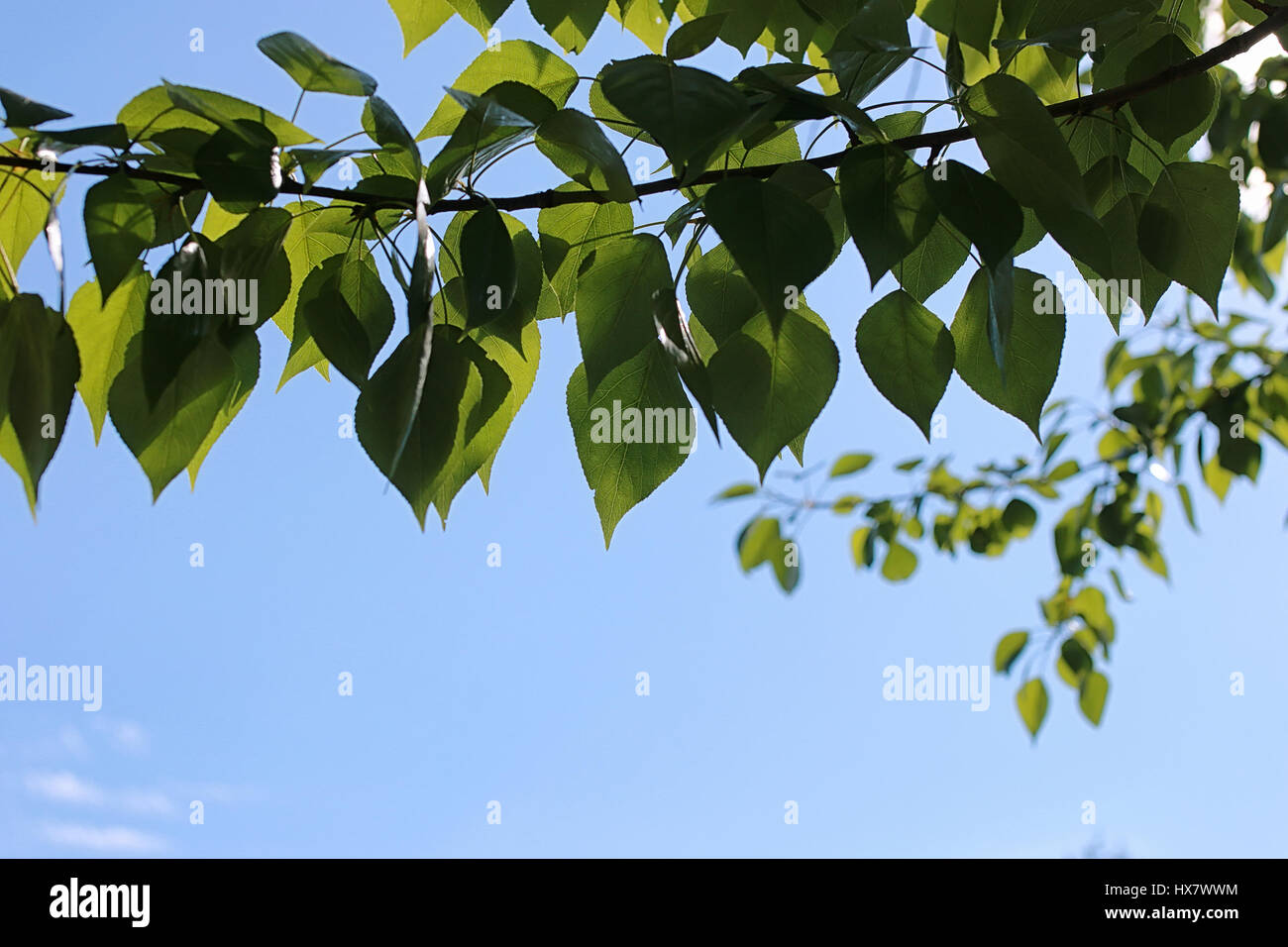 Green fresh leaves of trees on clear blue sky Stock Photo - Alamy