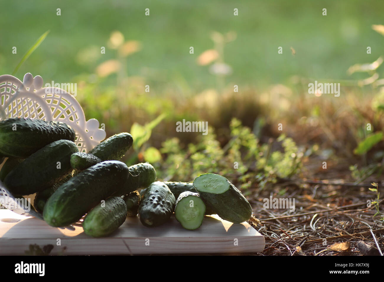 cucumber crop on the ground Stock Photo Alamy
