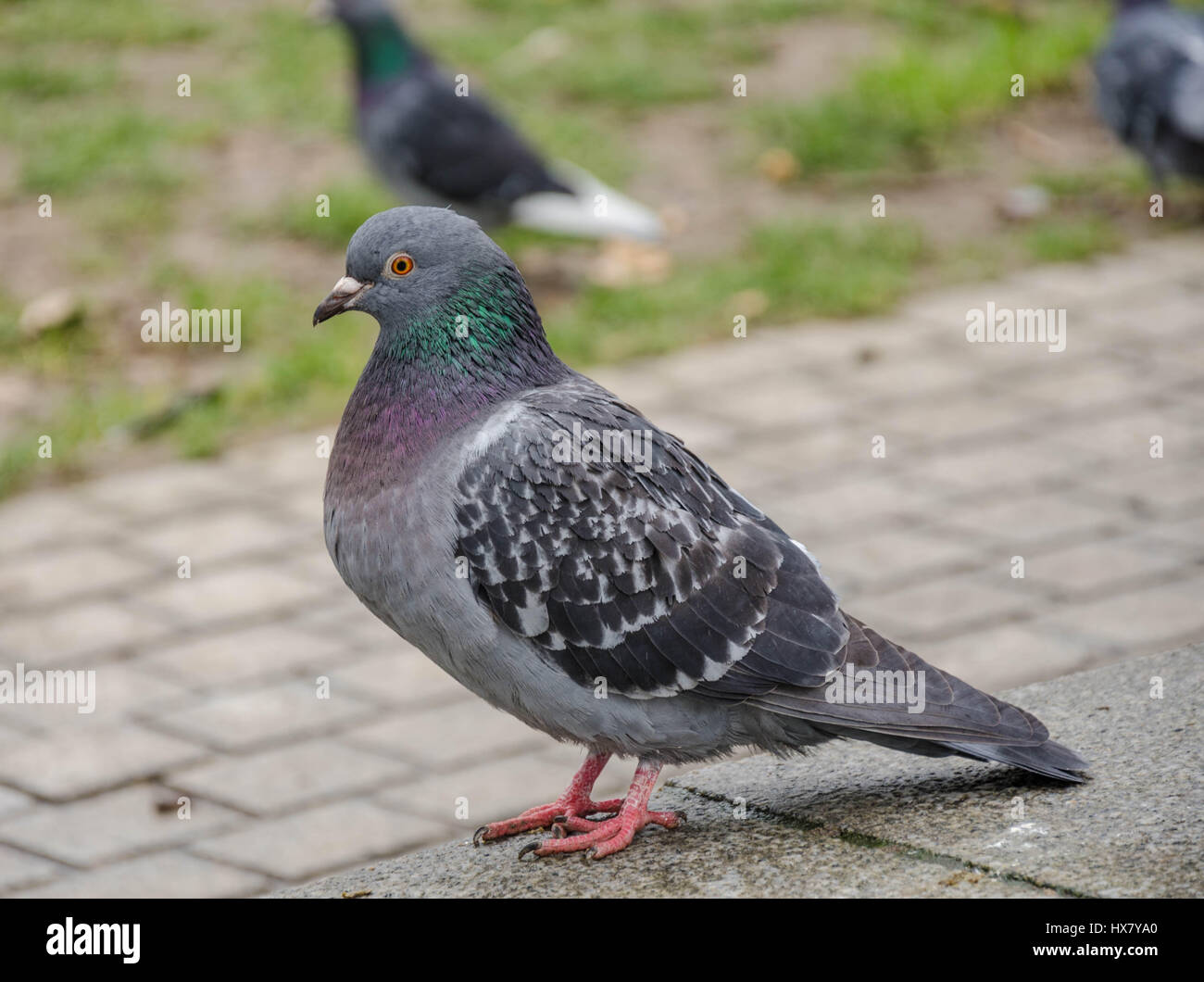 A closeup view of a pigeon Stock Photo Alamy