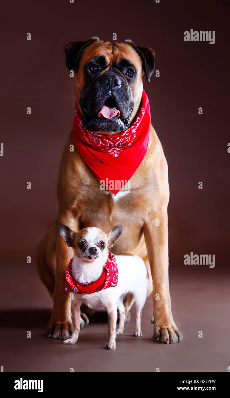 Boxer and chihuahua together in studio with scarf Stock Photo - Alamy