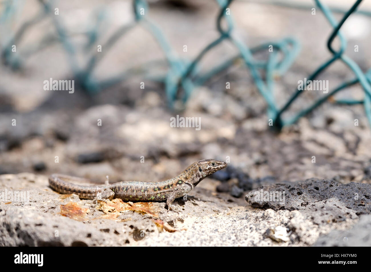 A Canary Islands, lanzarote wall lizard, gallotia, warming itself on a laza brick wall a twisted wire fence is out of focus in the background Stock Photo