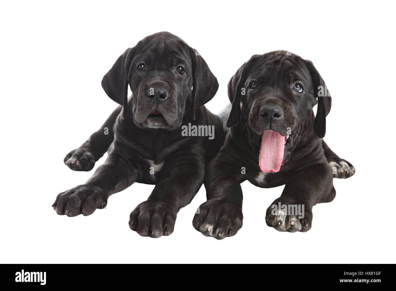 Two black Great Dane puppies, Studio shot, isolated on white background. Stock Photo