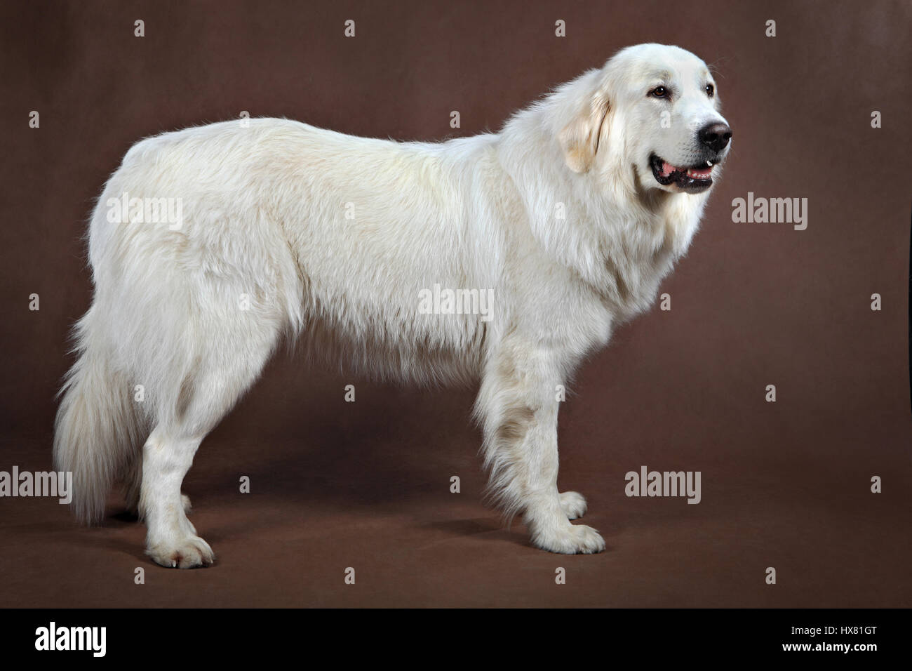 White golden retriever hi res stock photography and images Alamy