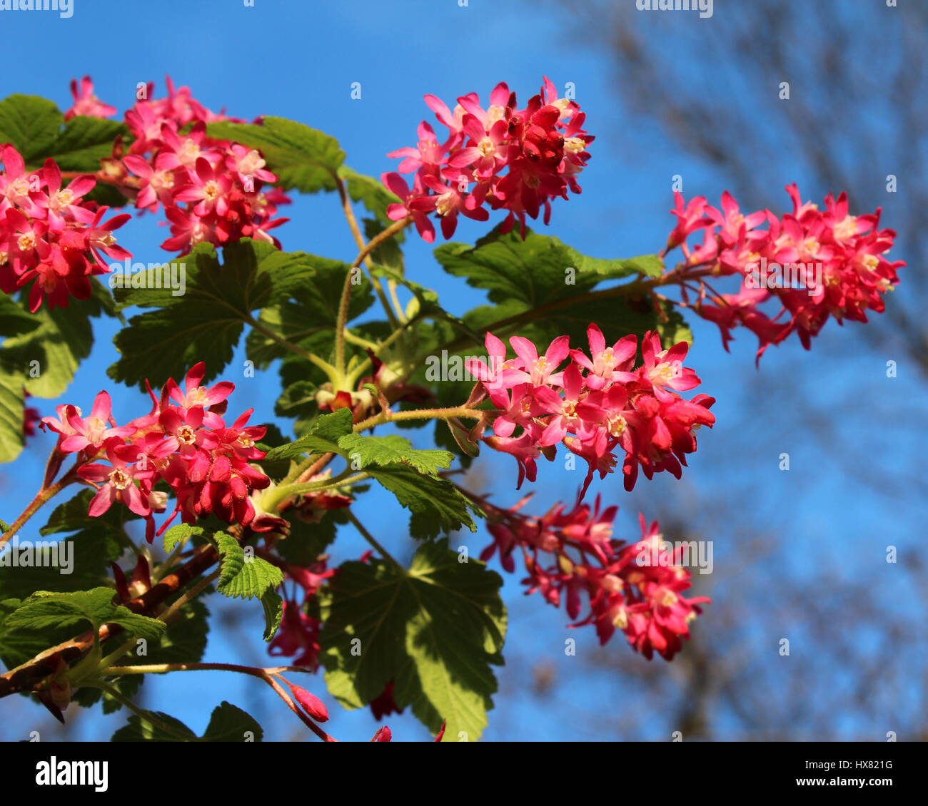 The early spring flowers of Ribes sanguineum also known as Flowering Currant or Red Flower Currant against a background of blue sky. Stock Photo