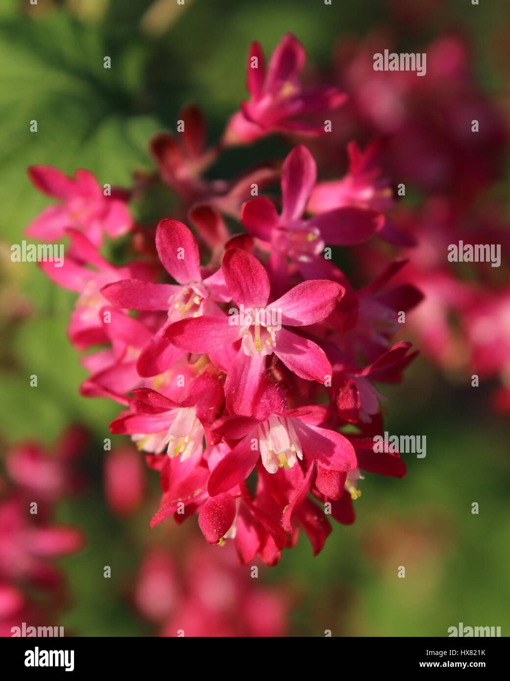 Close up of the early spring flowers of Ribes sanguineum also known as Flowering Currant or Red Flower Currant. Stock Photo