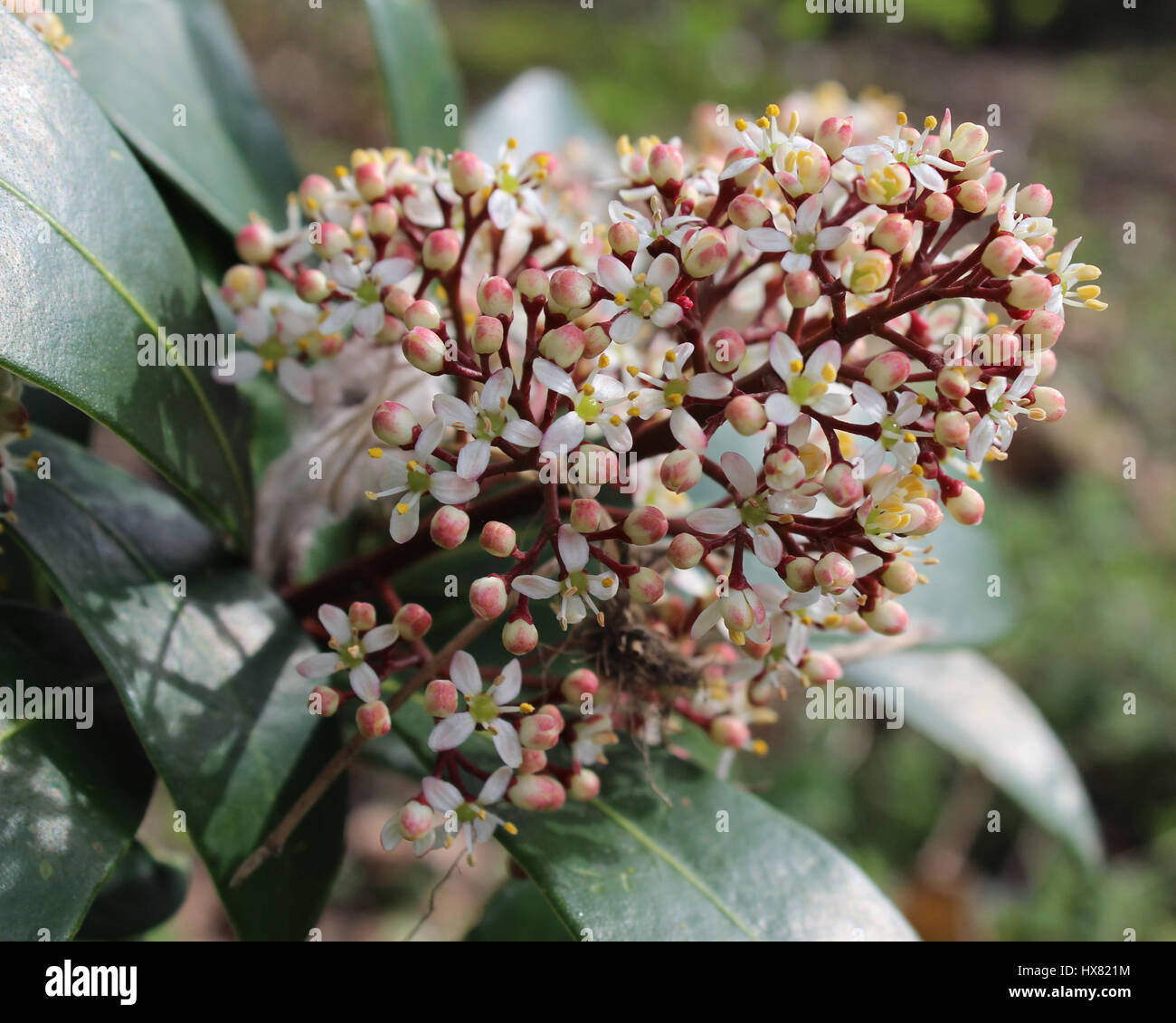 The pretty white flowers of of Skimmia japonica also known as Japanese skimmia, a spring flowering evergreen shrub. Stock Photo