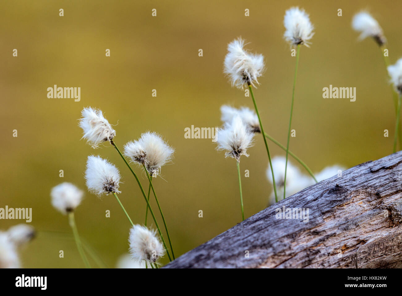 Cotton grass, Finland Stock Photo Alamy