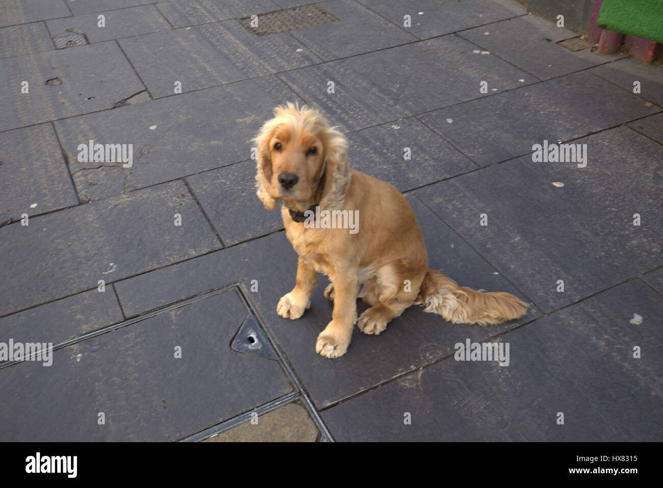 sad cute adorable spaniel puppy on pavement lost dog look Stock Photo