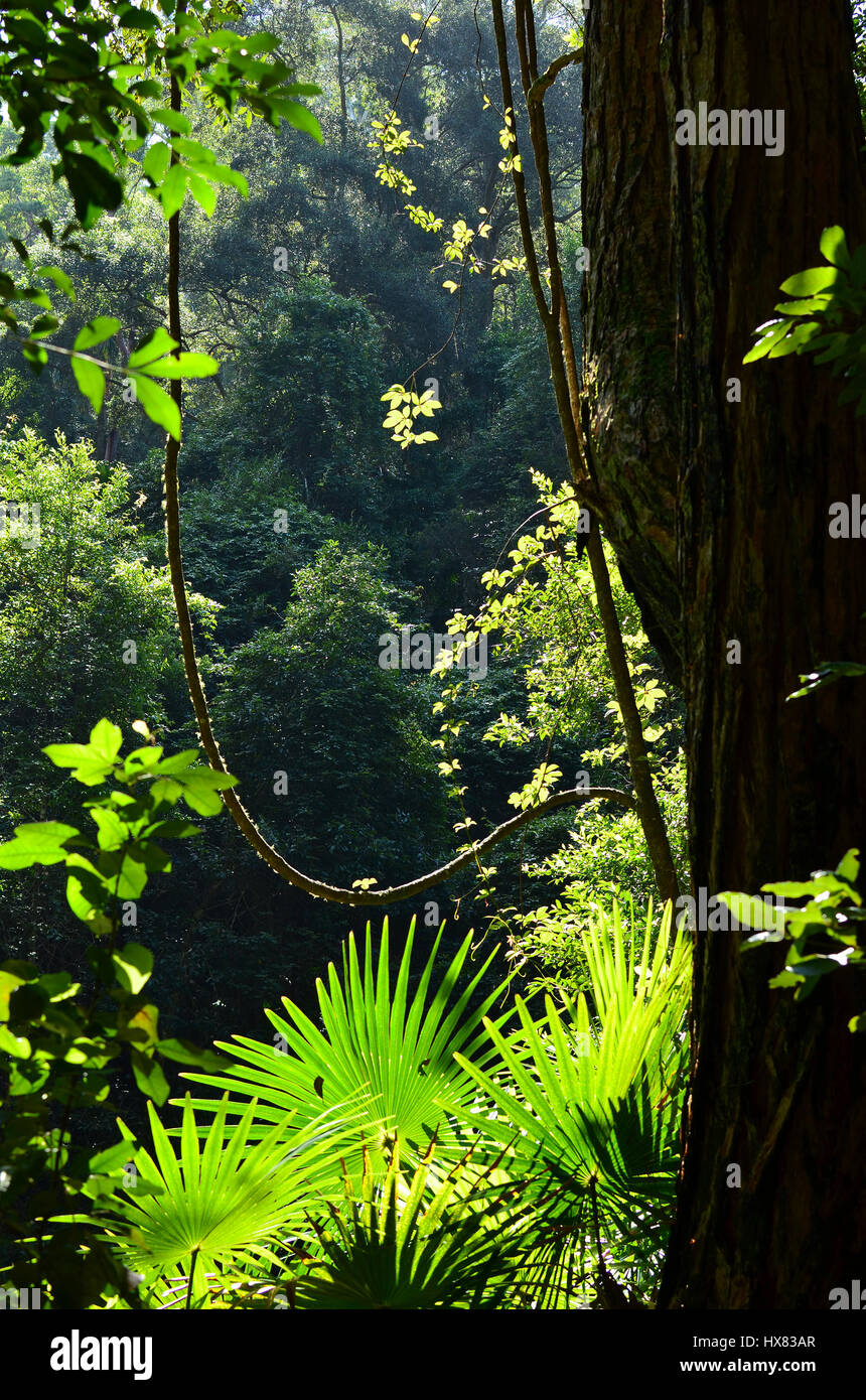 Light filtering through into the rainforest understory of ferns, palms and vines, Royal National Park, Sydney, New South Wales, Australia Stock Photo