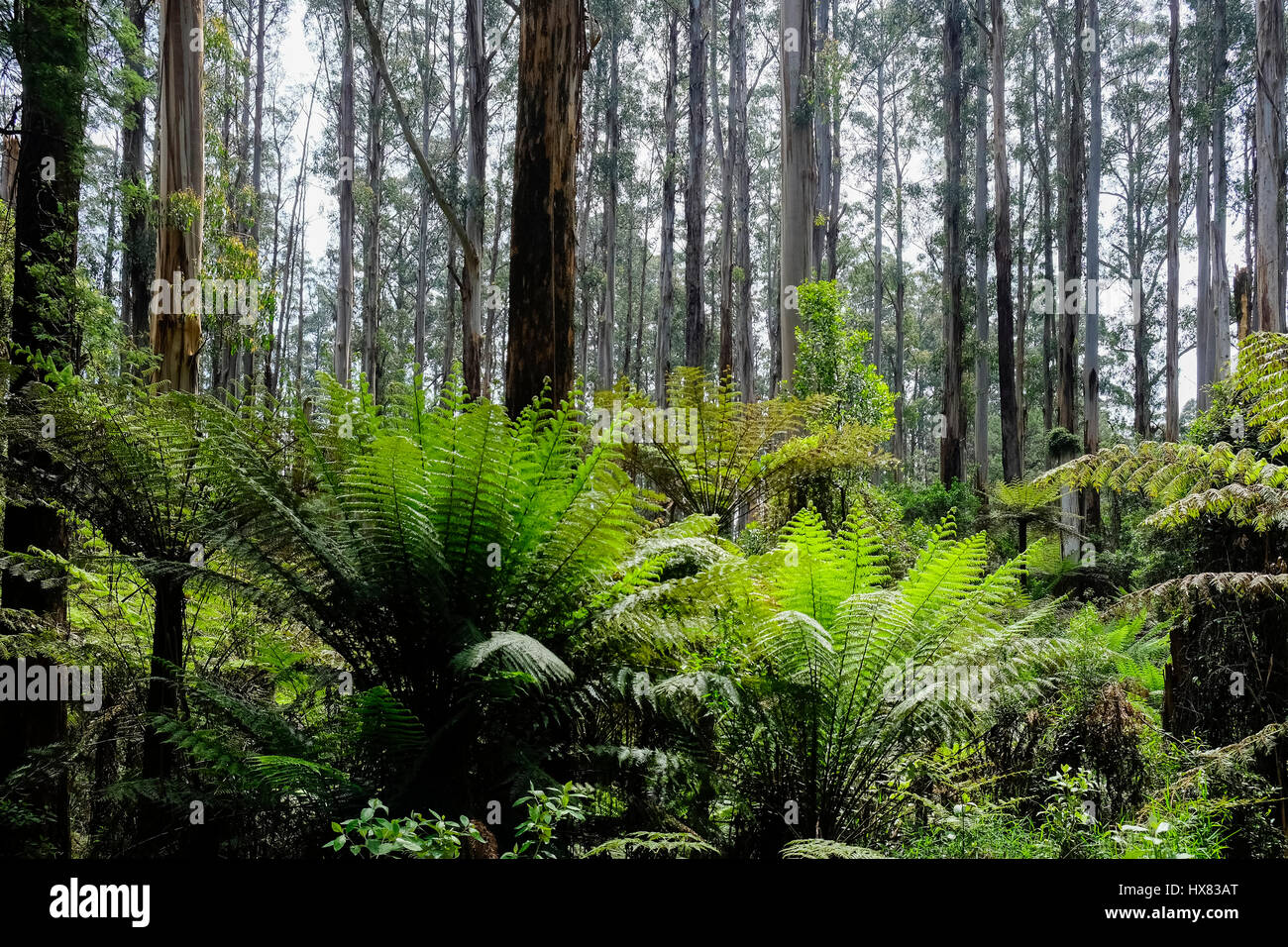 Sherbrooke Falls walking track, Dandenong Ranges National Park, Victoria, Australia Stock Photo