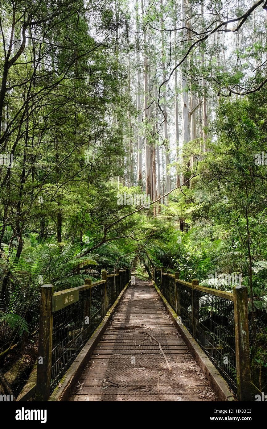 Sherbrooke Falls walking track, Dandenong Ranges National Park, Victoria, Australia Stock Photo