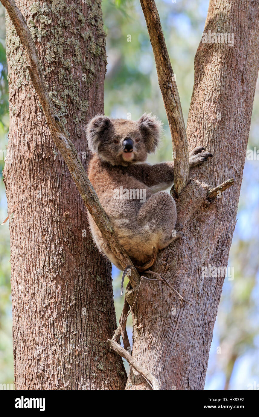 Html Koala Koalas In Trees High Resolution Stock Photography and Images - Alamy