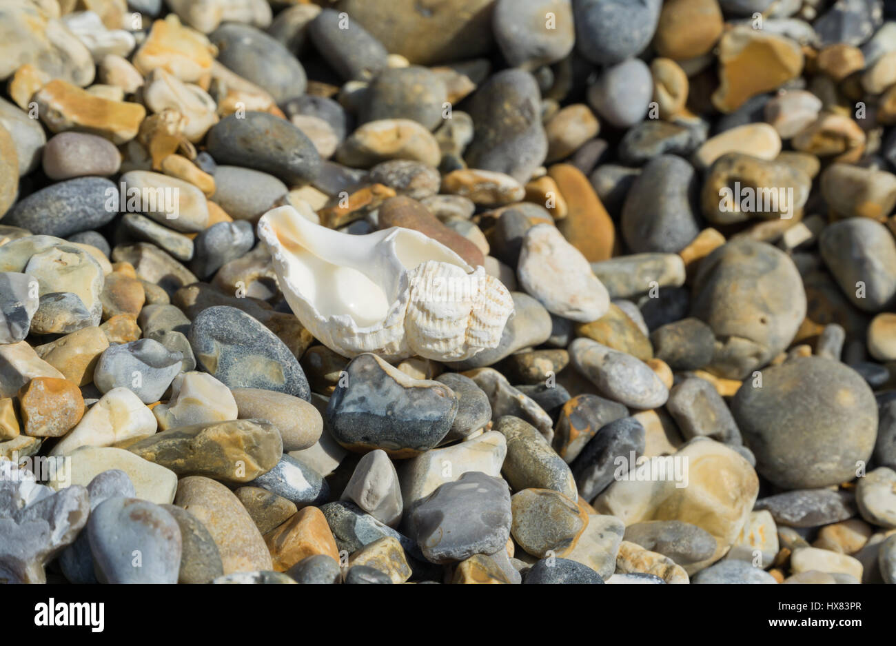 Large pebble on the beech Stock Photo - Alamy