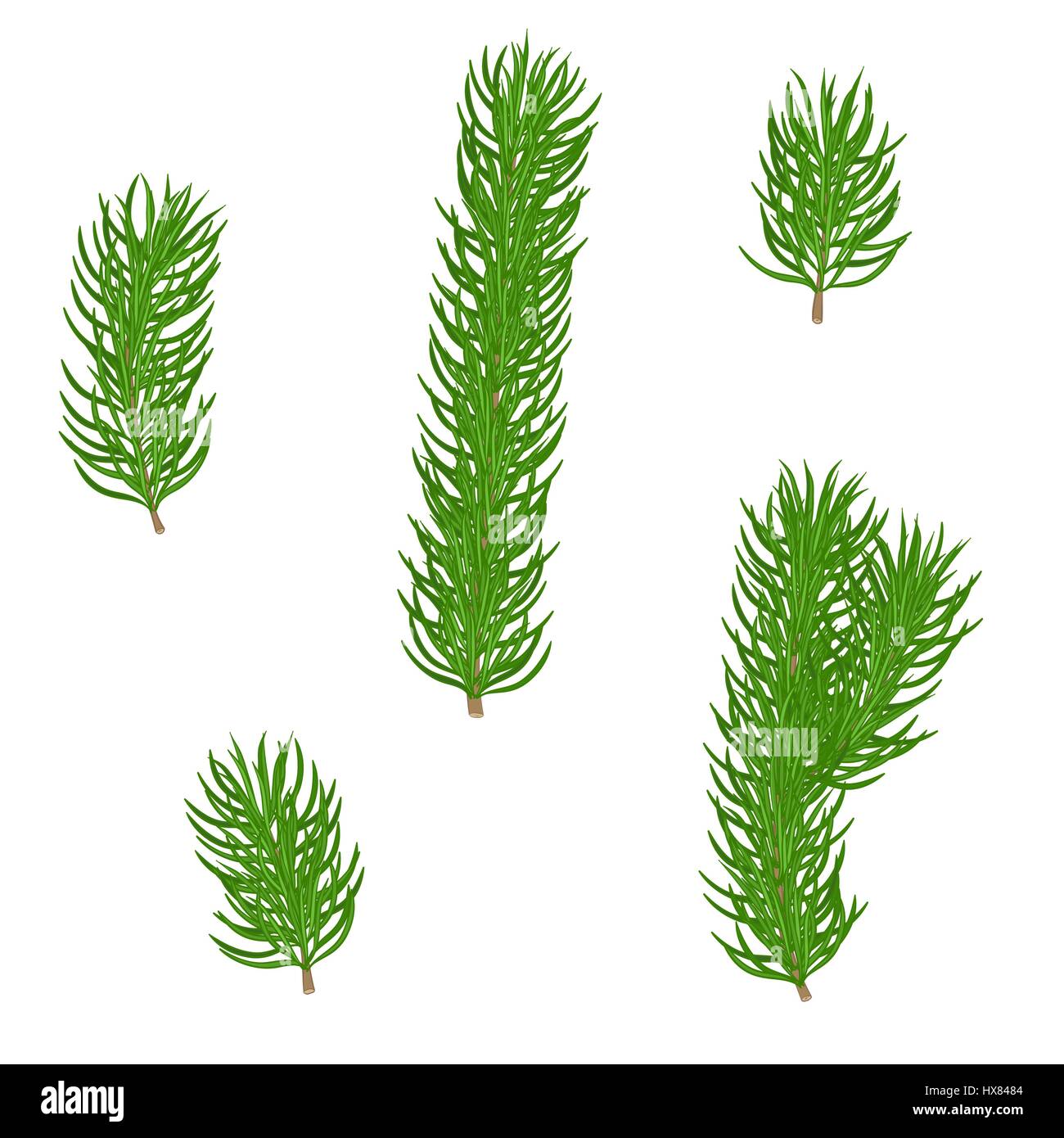 Set of isolated green fir branches with needles on a white background ...