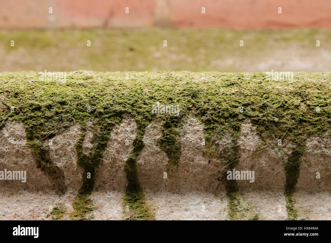 Moss on a concrete hires stock photography and images Alamy